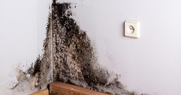 black mold